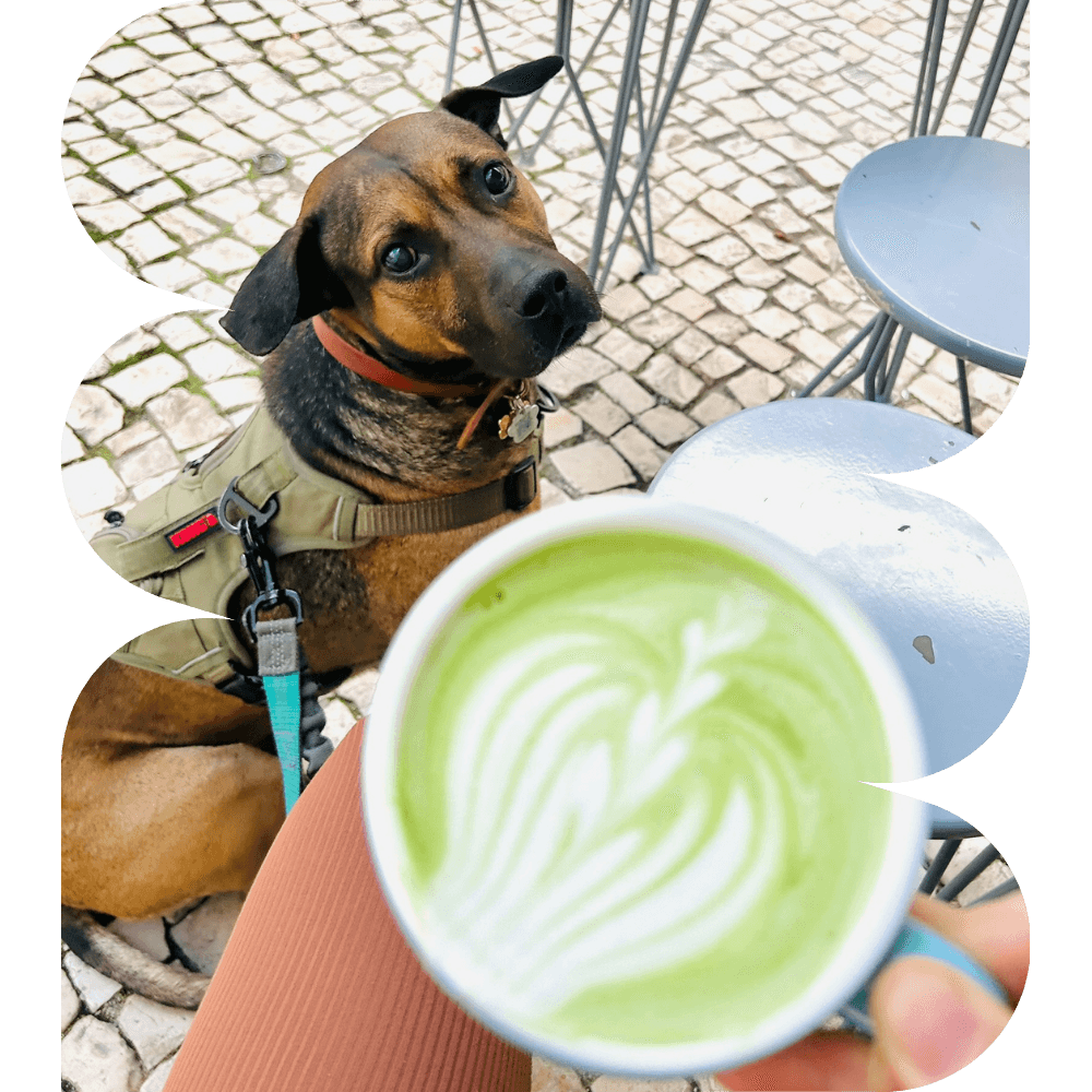 Baggo the mascot enjoying a drink at a pet-friendly cafe, representing Wags & Wanders chat assistant