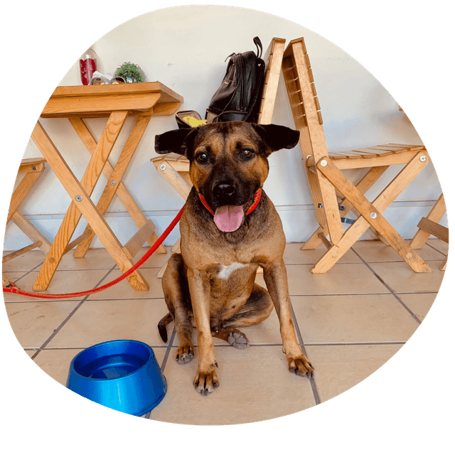 Dog on a beach