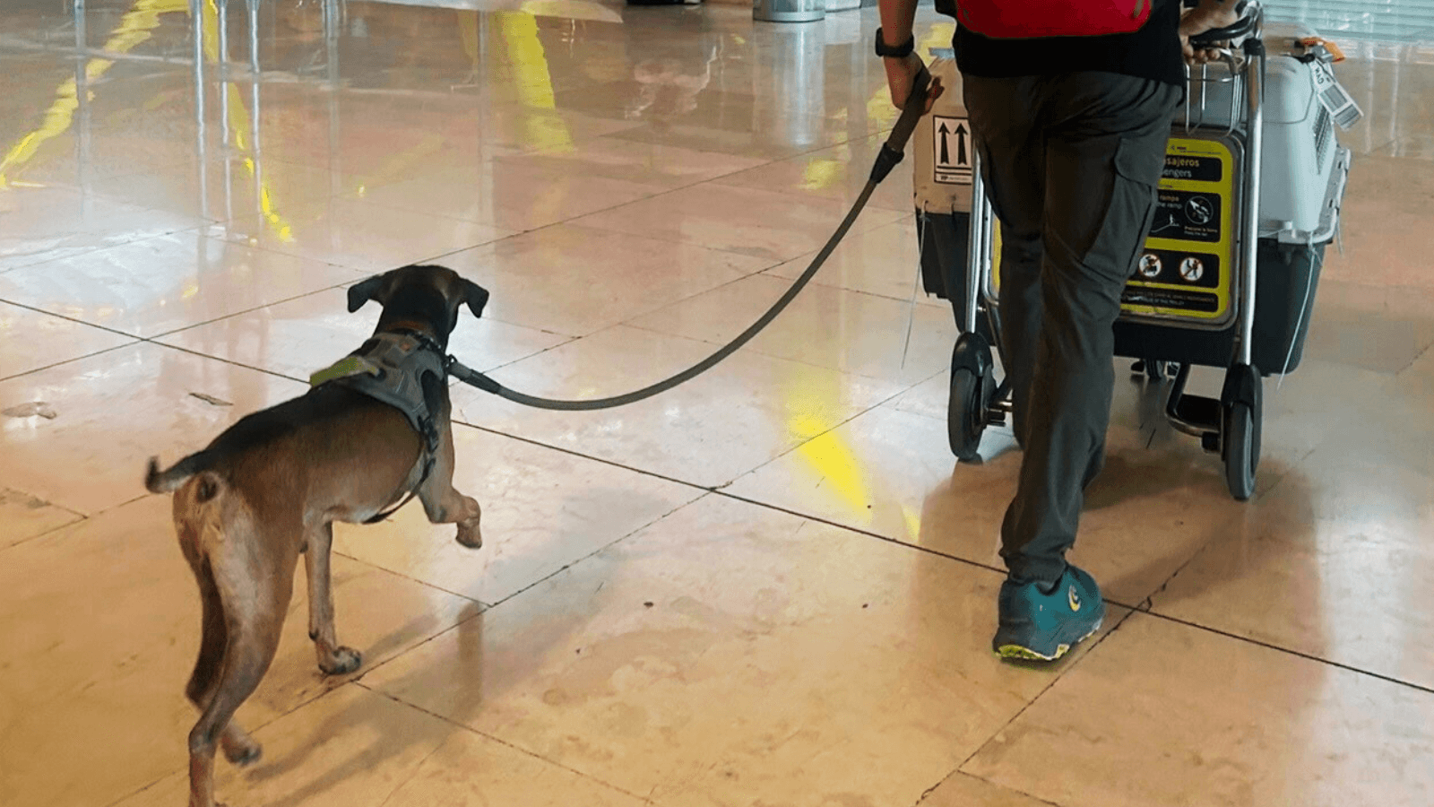 From Chaos to Clarity: How Traveling with Our Dog Inspired Wags and Wanders