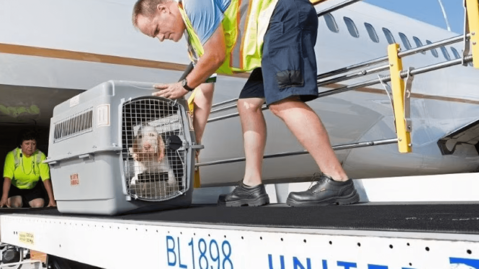 Debunking Myths About Pets Flying in Cargo: Expert Insights for Safe Travel in 2025